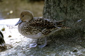Close-up view of female Pintail (Anas acuta) duck - Homosassa Springs, Florida.