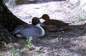 Pair of Pintail (Anas acuta) ducks - Homosassa Springs, Florida.