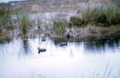 Gadwalls (Anas strepera) at Saint Marks National Wildlife Refuge - Wakulla County, Florida