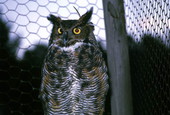 Close-up view of Great horned owl (Bubo virginianus) at a Dept. of Natural Resources youth camp - Ocala National Forest, Florida.