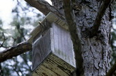 Screech owl - Brevard County, Florida