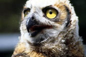 Close-up view of young Great horned owl (Bubo virginianus) - Cocoa, Florida