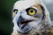 Close-up view of immature Great horned owl (Bubo virginianus) - Cocoa, Florida