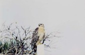 Red-shouldered hawk (Buteo lineatus) - Sanibel, Florida