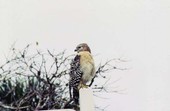 Red-shouldered hawk (Buteo lineatus) - Sanibel, Florida