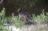 Turkey buzzard (Cathartes aura) - Sanibel, Florida