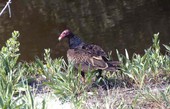 Turkey buzzard (Cathartes aura) - Sanibel, Florida