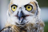 Close-up view of immature Great horned owl (Bubo virginianus) - Cocoa, Florida