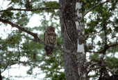 Barred owl in Apalachicola National Forest - Wakulla County, Florida