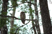 Barred owl in Apalachicola National Forest - Wakulla County, Florida