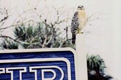 Red-shouldered hawk (Buteo lineatus) - Sanibel, Florida