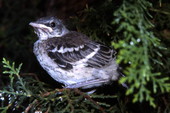 Young Northern Mockingbird (Mimus polyglottos) - Cape Canaveral, Florida.
