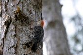 Red-bellied woodpecker (Melanerpes carolinus) - Brevard County, Florida.