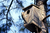 Yellow shafted flicker woodpecker (Colaptes auratus) in box..