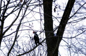 Pileated woodpecker (Dryocopus pileatus) in tree - Ithaca, New York.