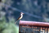 Great crested flycatcher (Myiarchus crinitus) on mailbox.