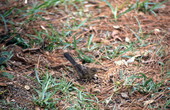 Immature Rufus-sided towhee (Pipilo erythrophthalmus) in the photographer's yard - Wakulla County, Florida