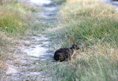 Marsh rabbit at Saint Marks - Wakulla County, Florida