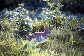 Rabbit at Saint Marks - Wakulla County, Florida