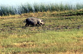 Hog in Brevard County.