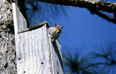 Eastern grey squirrel (Sciurus carolinensis) - Brevard County, Florida.