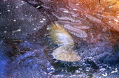 Manatee (Trichechidae) at Blue Springs - Volusia County, Florida
