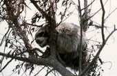 Raccoon in a tree