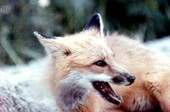 Red fox at Brigantine National Wildlife Refuge near Ocean City, New Jersey