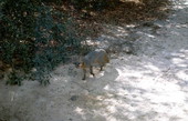Grey fox (Urocyon cinereoargenteus) at the Tallahassee Jr. Museum.