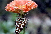 Spider attacking butterfly beneath flower - Leon County, Florida.