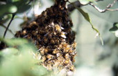 Close-up view of wild Honeybee (Apis mellifera) hive - Brevard County, Florida.