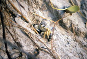 Ghost crab.
