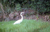 Great egret at the Saint Marks National Wildlife Refuge - Wakulla County, Florida