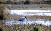 American stork (Mycteria americana) standing in the water - Kissimmee, Florida