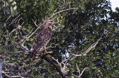 Red-shouldered hawk (Buteo lineatus) standing on a branch - Sanibel, Florida