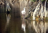 Spoonbill (Platalea ajaja) in Wakulla