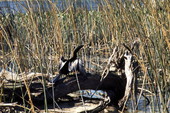 American snakebird (Anhinga anhinga) with wings spread to dry in the sun - Wakulla Springs, Florida