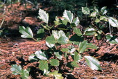 Oakleaf poison ivy