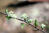 Close-up view of blooming flowers on a plum branch