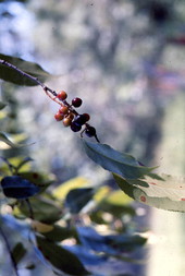 Close-up view of chokecherries (Prunus virginiana) from the family Rosaceae - Leon County, Florida