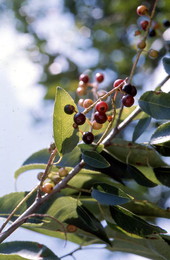 Choke cherries.