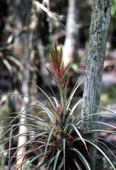 View of a Bromeliad - Broward County, Florida