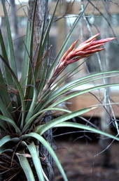 Close-up view of a Bromeliad - Broward County, Florida
