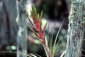 Close-up view of a Bromeliad - Broward County, Florida