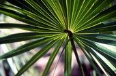 Close-up view of a Saw palmetto leaf - Leon County, Florida