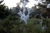 Web worms.