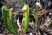 Pitcher plants in the Apalachicola National Forest - Liberty County, Florida