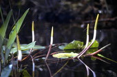 Golden club flowers in the Okefenokee Swamp