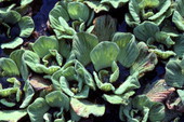 Water lettuce in the Corkscrew Swamp - Collier County, Florida