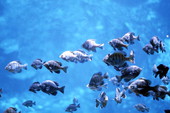 Bluegill fish in Homosassa Spring - Citrus County, Florida.